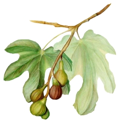 Botanisch tekening
