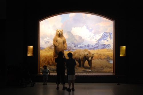 Bruine beren uit Canoa Bay