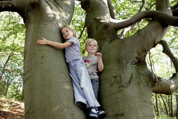 Kinderen willen klimbomen in het bos