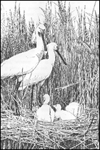 Tekening van Lepelaars uit het Verkade album 'Het Naardermeer' (1912)