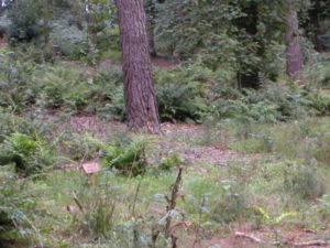 Natuurbegraafplaats