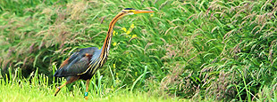 purperreiger