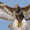 Buizerd