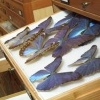 Vlinders in het collectiedepot van NCB Naturalis