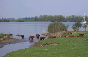 Deltanatuur