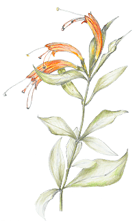Tekening door D.T.E. van der Ploeg