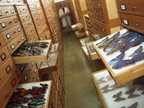 Vlinders in het collectiedepot van NCB Naturalis